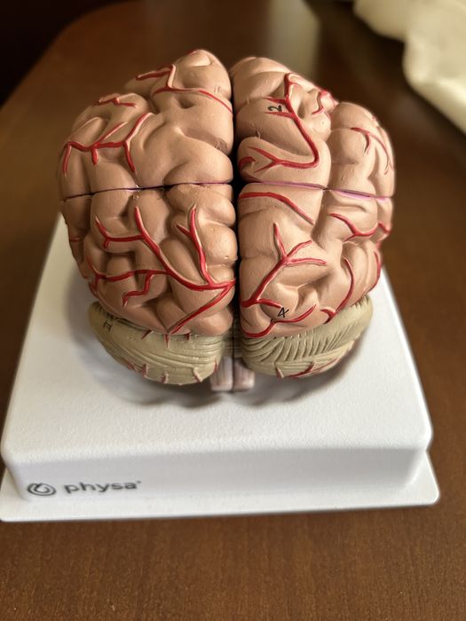 Model mózgu 1:1 do nauki anatomii