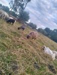 Sprzedam 7 owiec