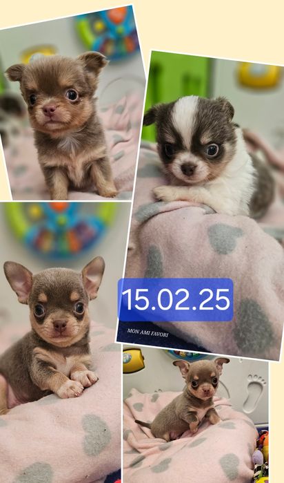 Лилові шедеврики!КСУ