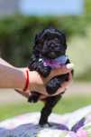 Shihpoo Pudel Maltipoo