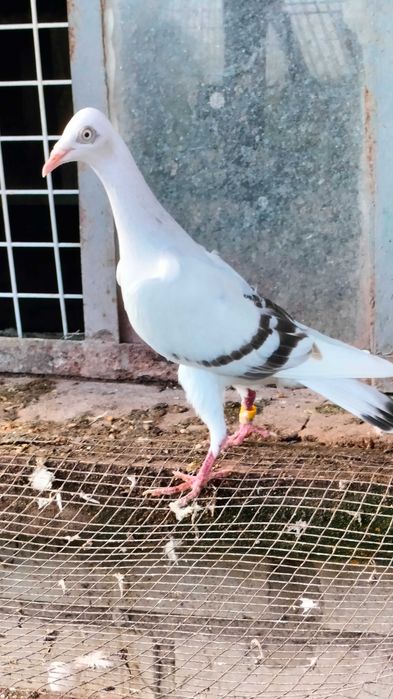 Gołębie srebniaki perlowe