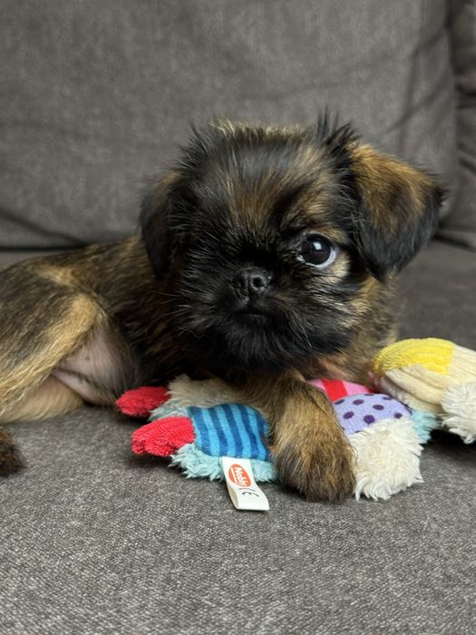 Брюссельский грифон дівчинка- маленьке сонечко