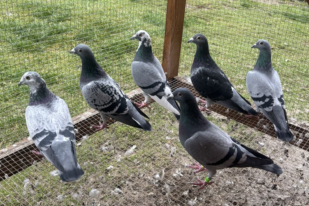 Gołębie pocztowe golebie