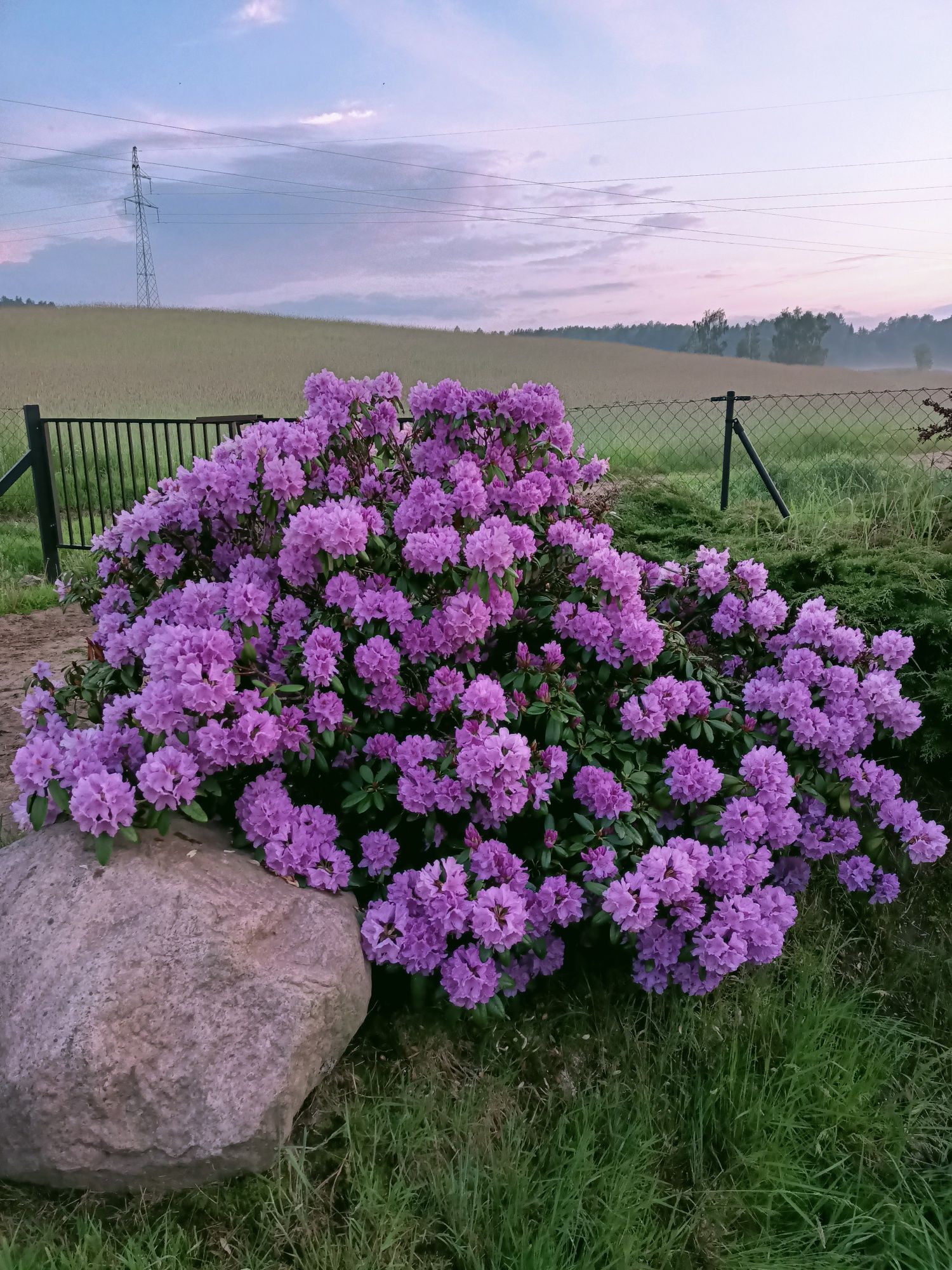 Rododendron  20 letni