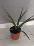 Sansewieria kirkii