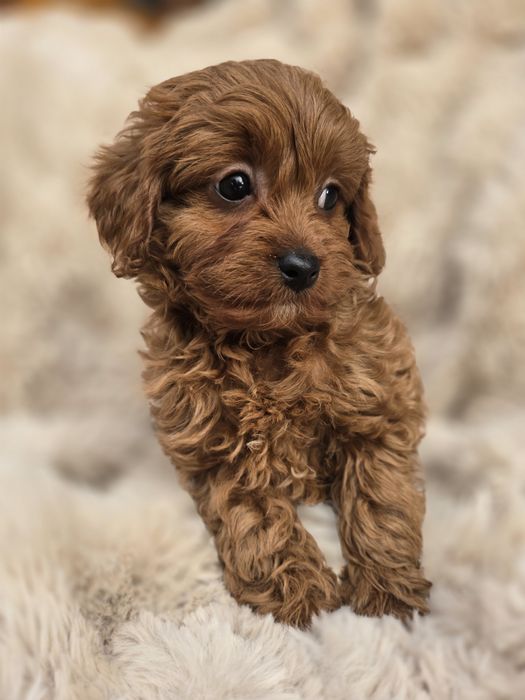 Cavapoo f1b piesek chłopiec pudel badania