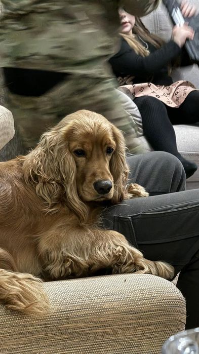 Вязка. Английски кокер-спаниель