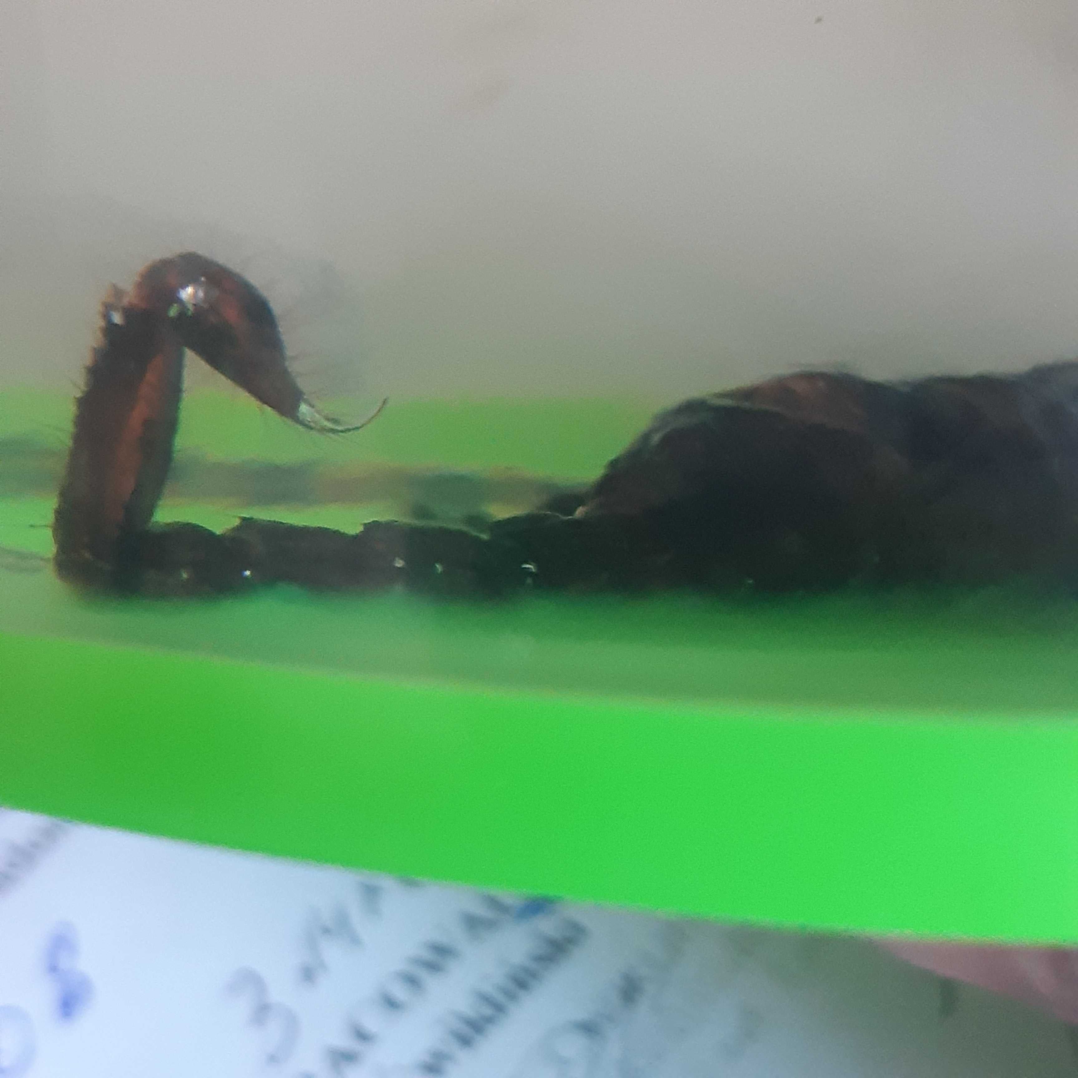 Skorpion pamiątka z Afganistanu