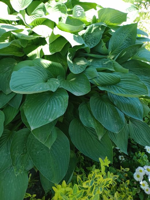 Садова рослина.Хоста.