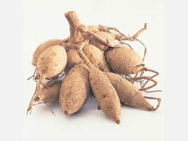 Георгины/Жоржины рассада