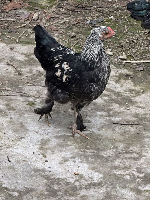 Granise machos e fêmeas