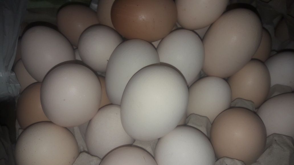 Świeże  Jajka wiejskie od kur z podwórka karmione zbożami