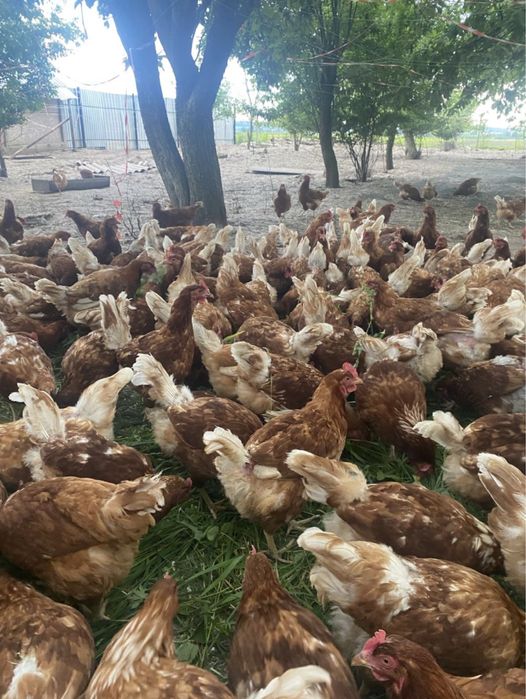 продаются куры мясо яичной породы