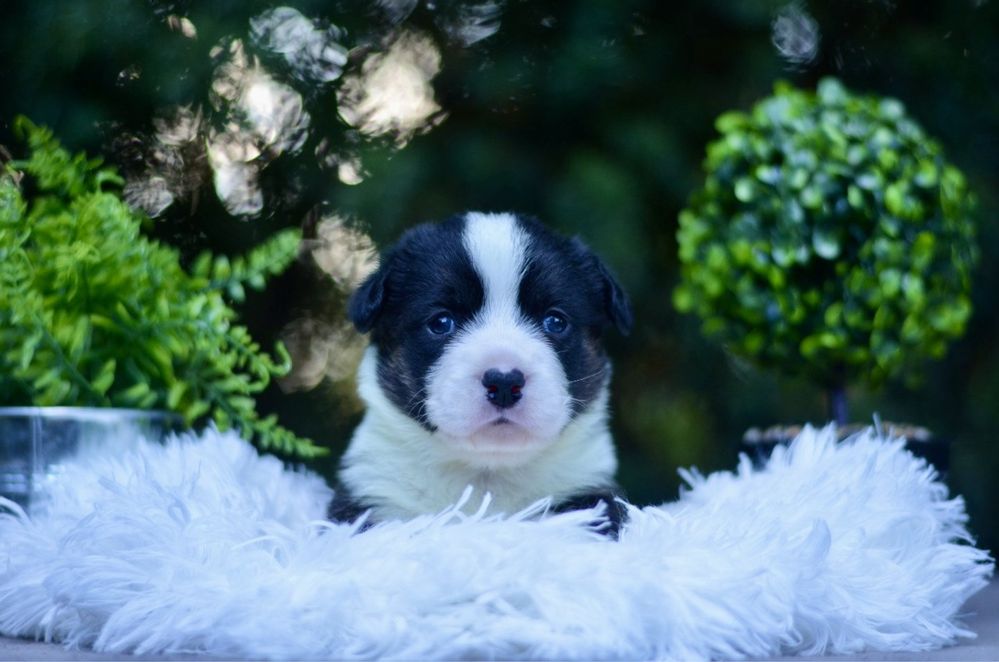 Welsh corgi cardigan FCI
