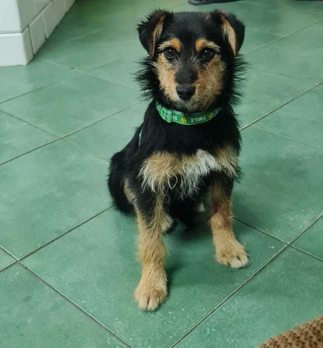 Psie dziecko z cmentarza szuka domu