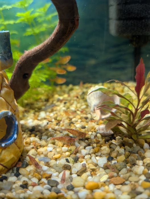 Krewetki akwariowe, neocaridina różowe