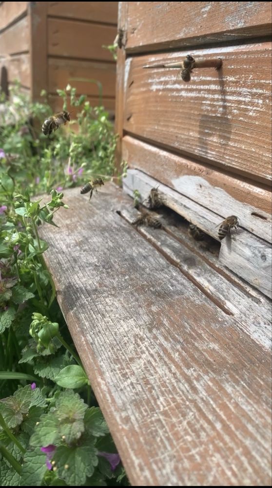 Miody z Podlasia