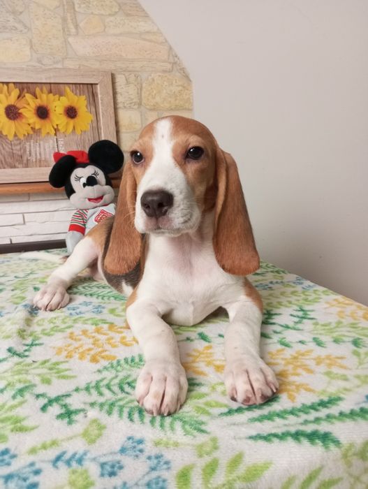 Suczka Beagle tricolor