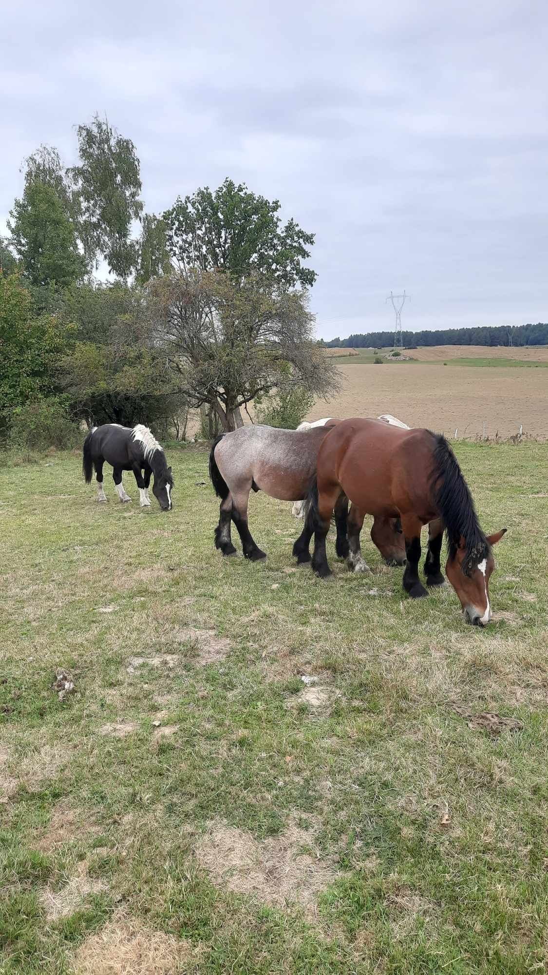 Sprzedam konie !