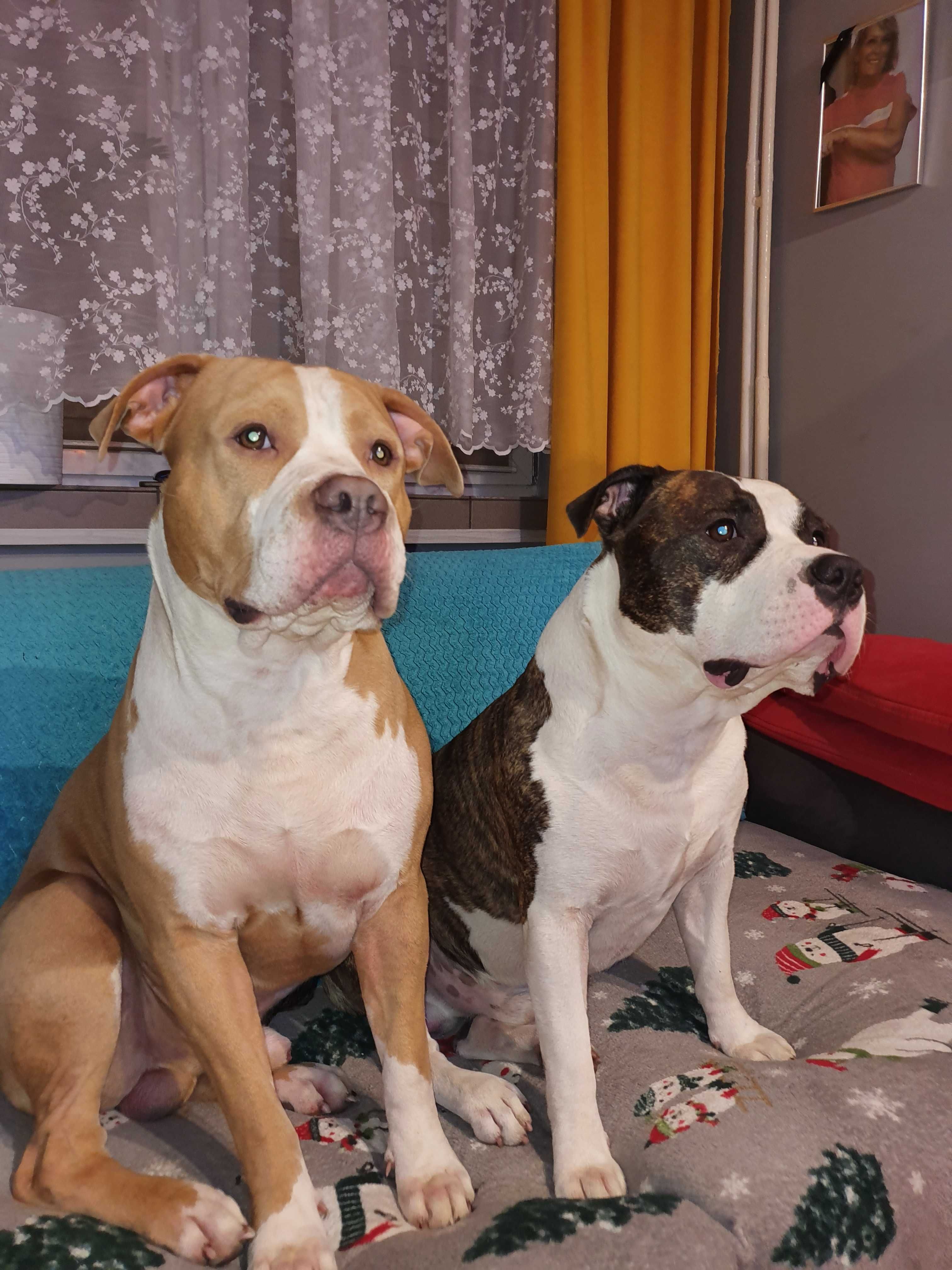 Zaginął pies Amstaff