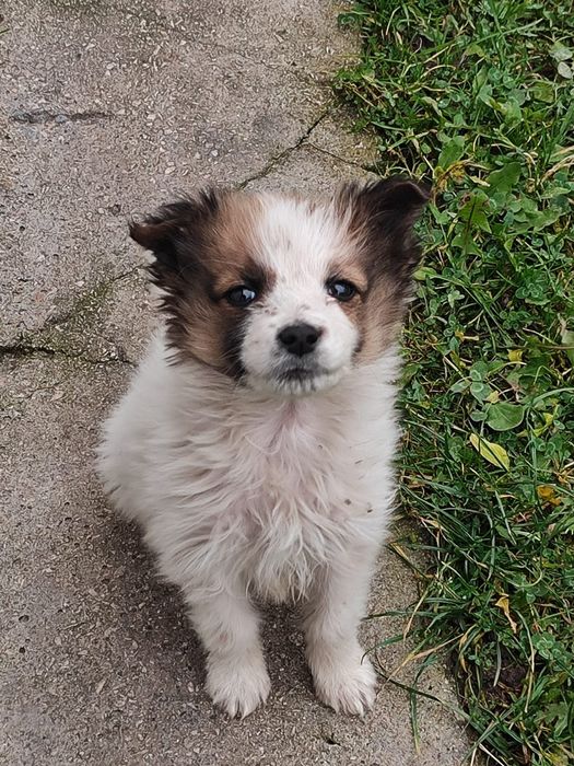 Віддам собачки (дівчатка)