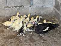 Patos mudos caseiros