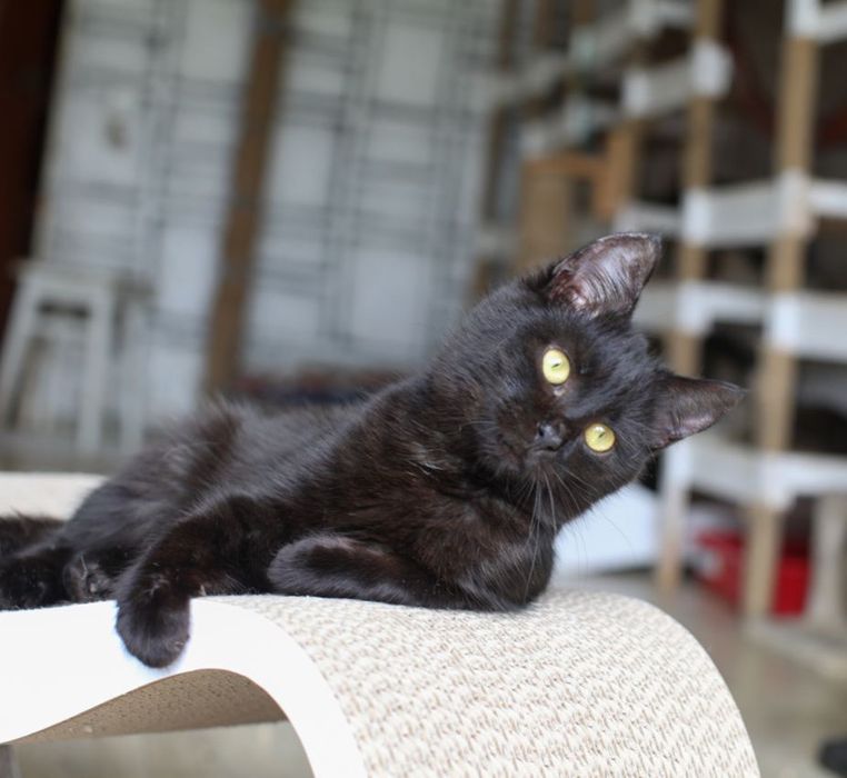 красивый котик черный  Свит, кот  1 год, котенок