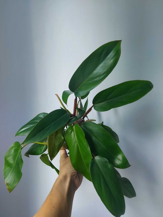 Philodendron Red Emerald