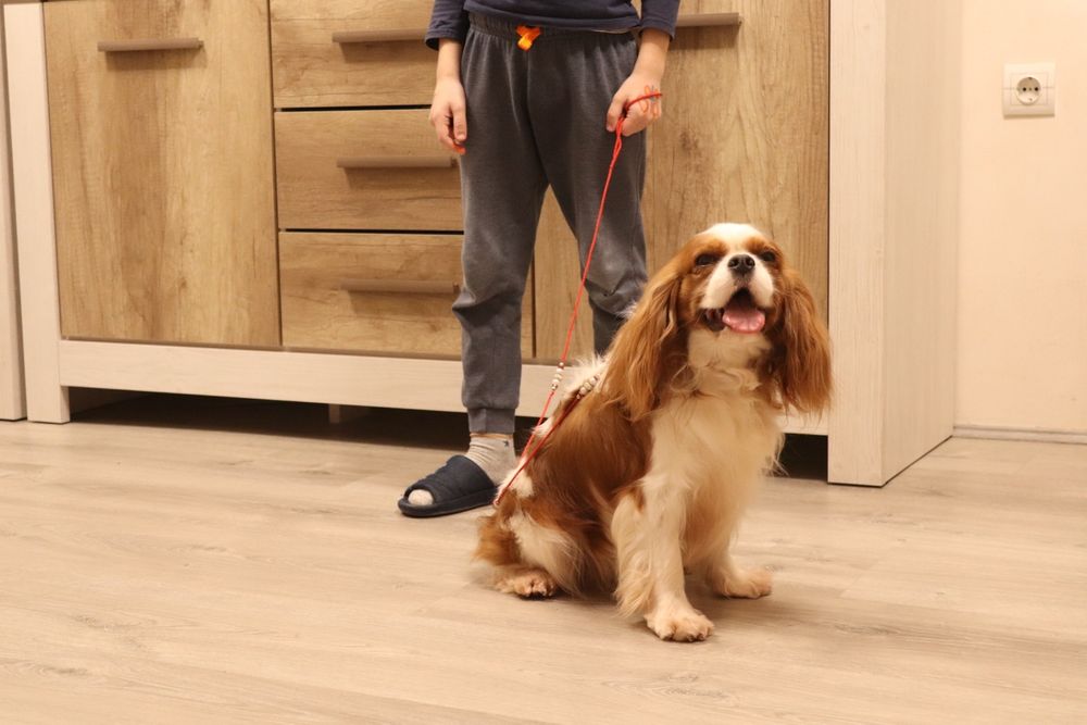 Породний красивий кобель Кавалер, в'язка