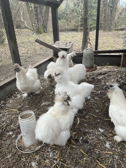 Koguty silki jedwabiste Typ USA 2024 r kolor bialy, lawendowy, niebies