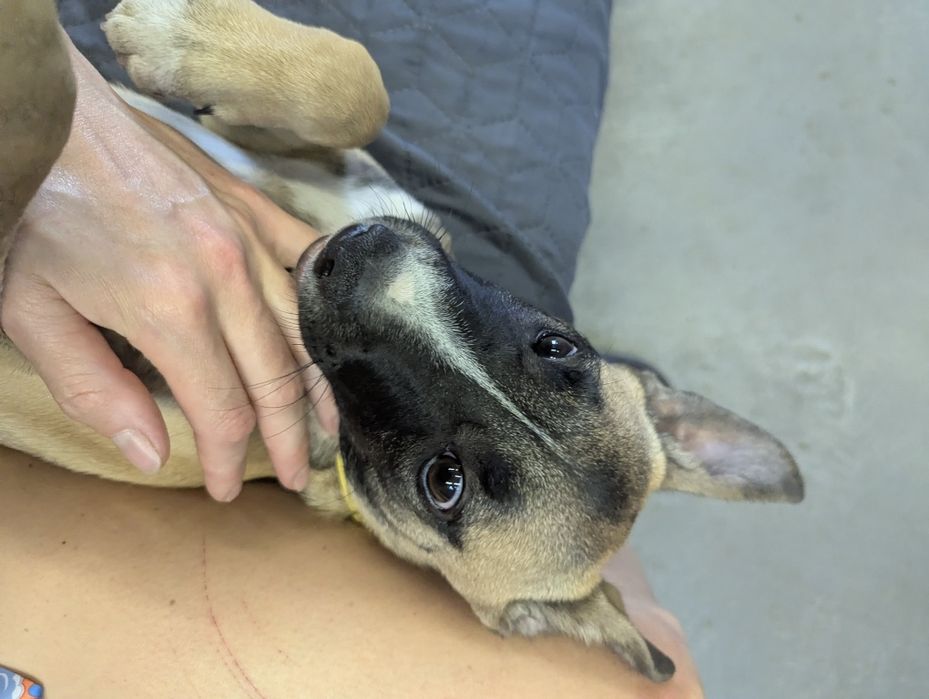 Подаруємо маленьку дівчинку Скубі-Ду