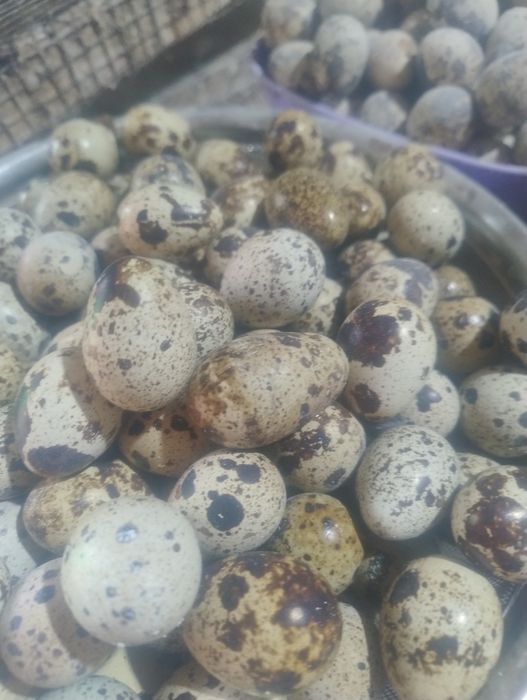 Продам перепилине яйце