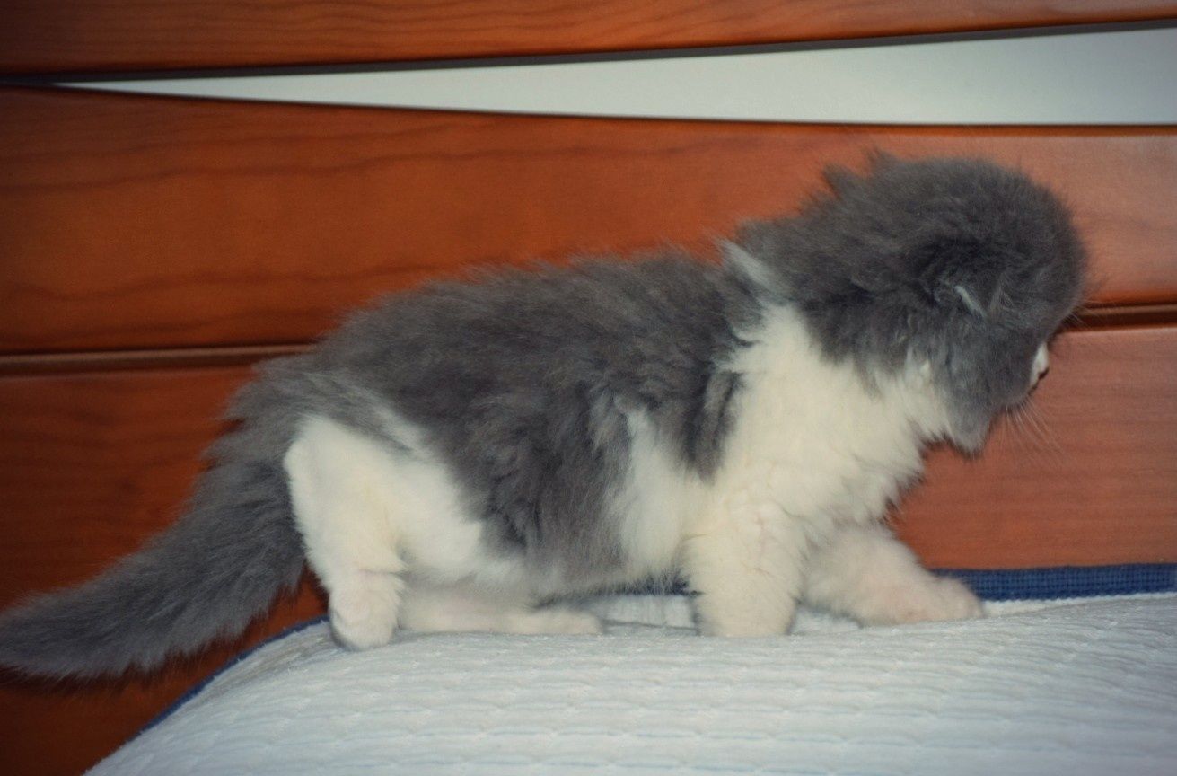 Scottish Fold Macho