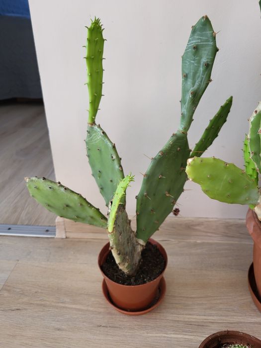 Kaktusy-cała kolekcja domowa