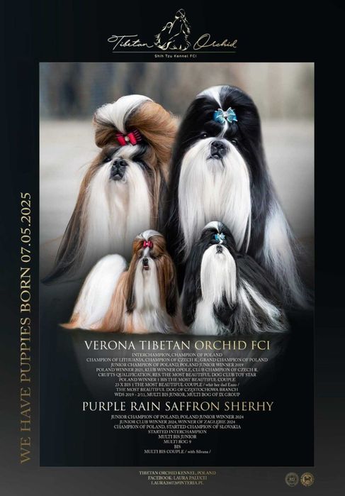 Wyjątkowej urody dziewczynka ZKWP /FCI/