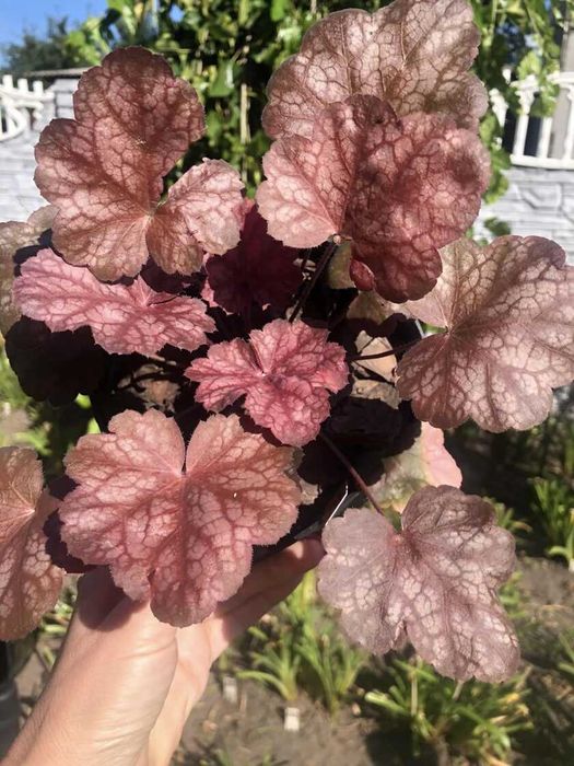 Продам сортові Гейхери