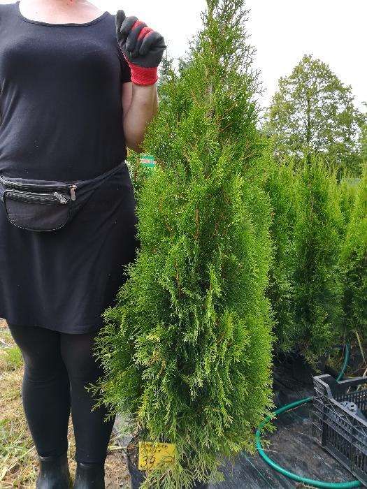 Tuja szmaragd do 130cm doniczkowa także inne wielkości