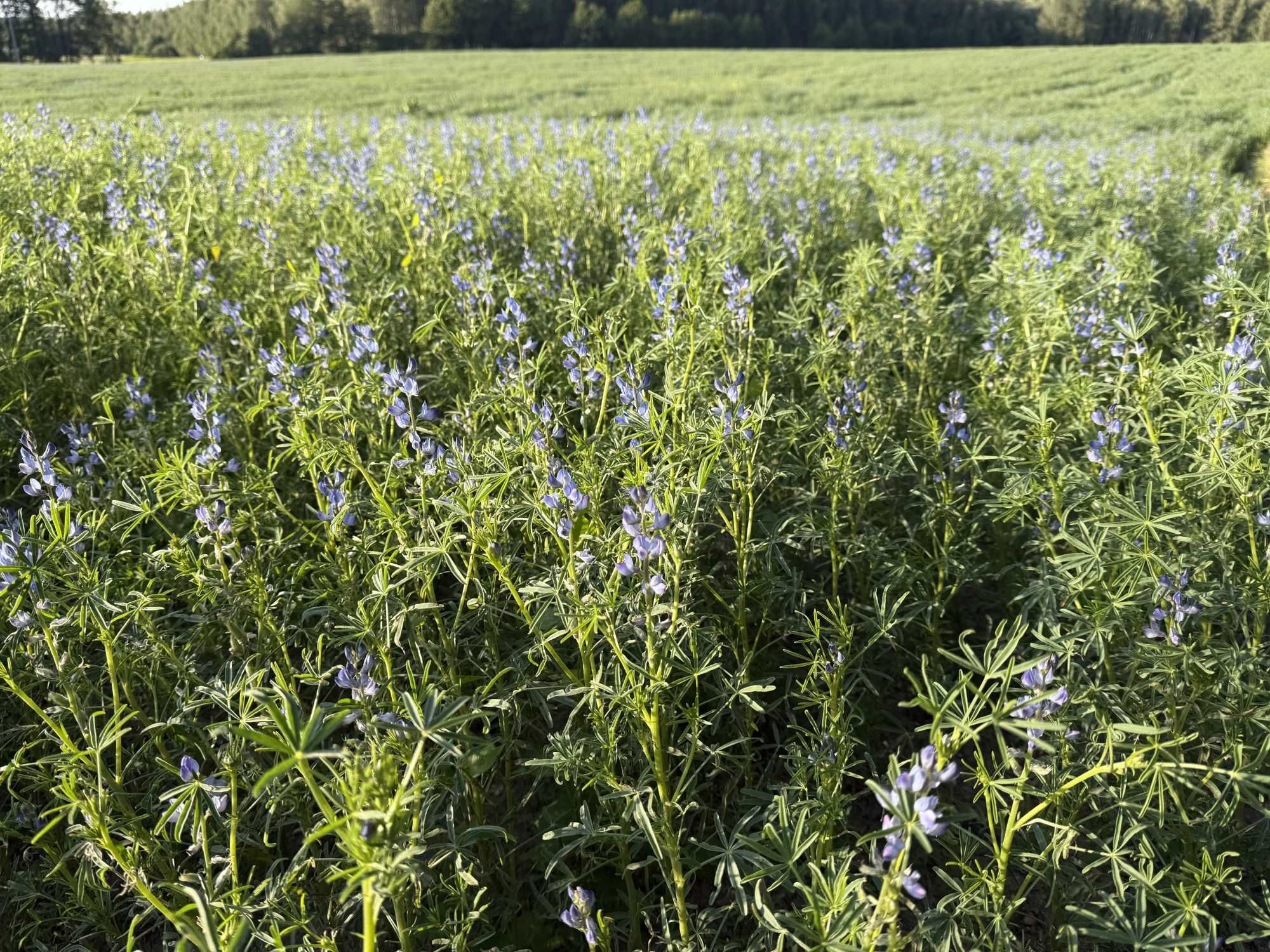 Łubin wąskolistny odmiana Karo (Lupinus angustifolius L.)
