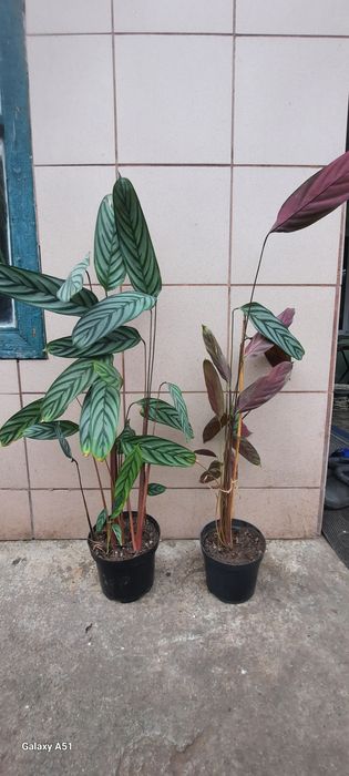 Ктенанта  тропическая