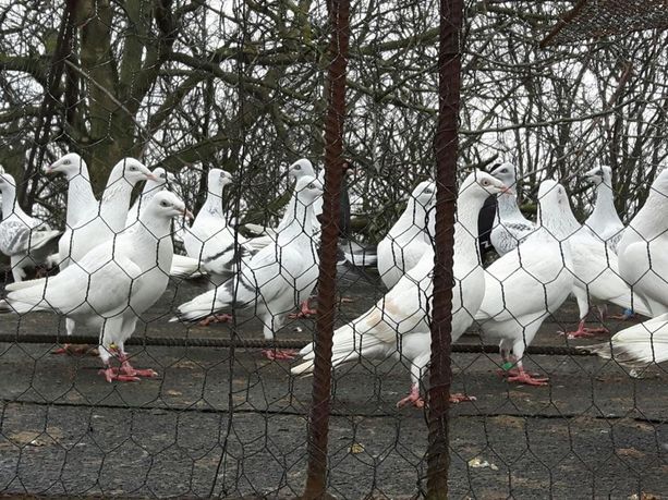 Gołębie srebniaki perłowe pasiaki