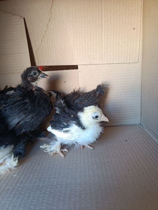 Indio Gigante e Pekin Mottled Negro