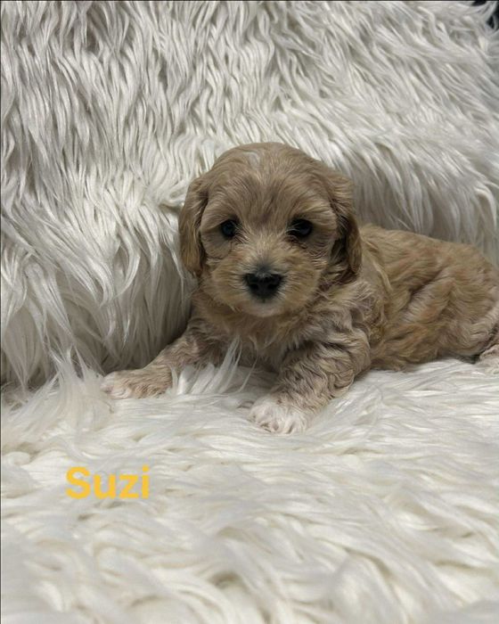 Szczeniaczek Maltipoo