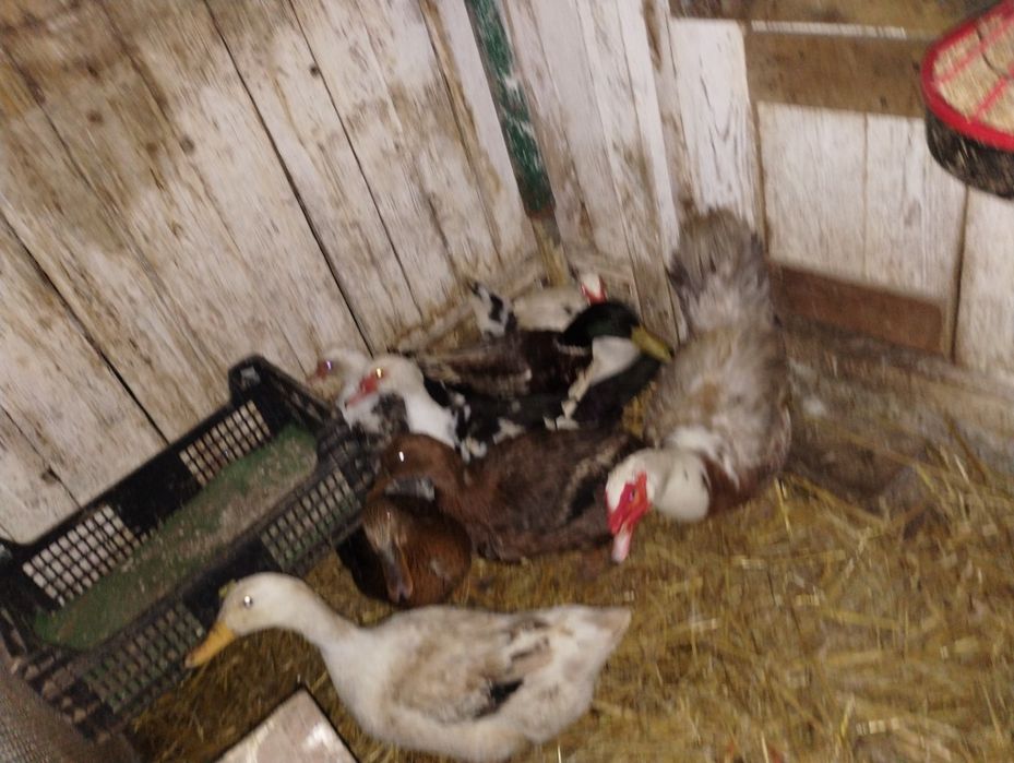 Sprzedam kaczki Francuskie