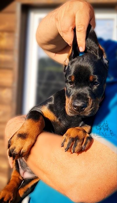 '.Крута дівчинка добермана . Эксклюзивный щенок добермана