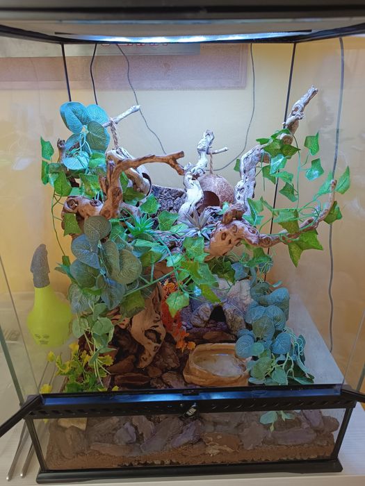Terrarium Exo Terra 45x45x60 + wyposażenie + gekon orzęsiony(komplet)