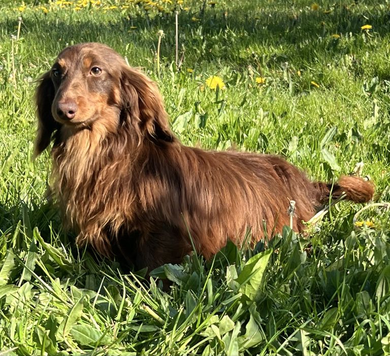 Jamnik Miniaturowy/cudowny piesio