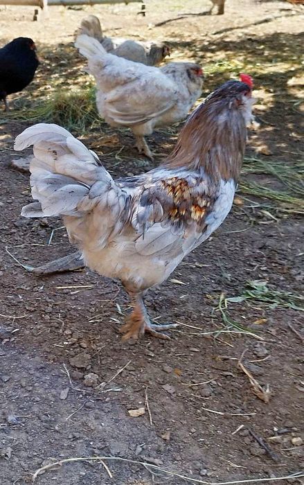 Петушок пивник амераукана