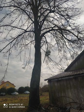 Drzewo Lipa obwód 255cm, 287cm