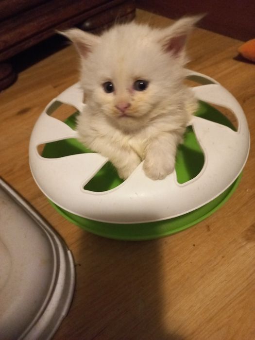 Biały Kocurek Maine Coon WCF