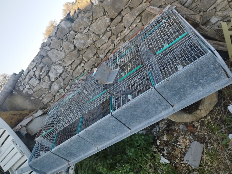 COELHEIRA   como   nova